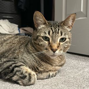 Meet your Posher, Tami